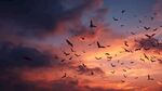夕阳下群鸟翱翔的壮丽景象