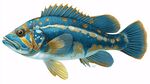 多彩海鱼插画