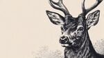 鹿的黑白素描头像特写
