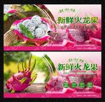 火龙果