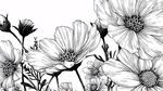 黑白手绘波斯菊花卉图