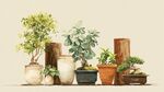 多样盆栽组合展现自然之美