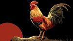 破晓雄鸡立 红日映风华