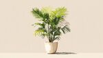 简约风盆栽绿植清新画面
