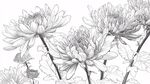 白描菊花图