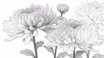 菊花线稿插画 优雅花卉图案
