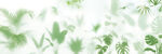 雾气磨砂膜效果绿植贴图