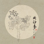 手绘北沙参植物图