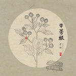 手绘牛蒡根 
