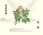中药龙眼桂圆