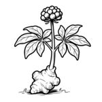 田七 线稿矢量图