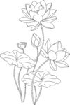 荷花线稿图 矢量图