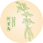 何首乌中药材草本植物插画图