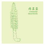 肉苁蓉中药材草本植物插画