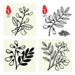 决明子插画手绘草本中药材 