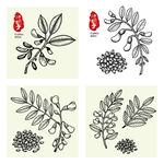 决明子植物手绘插画