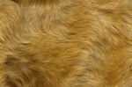 金黄蓬松动物毛发纹理