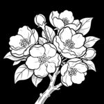 海棠花 矢量线稿图