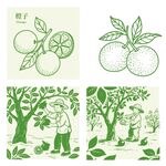 脐橙田园风水果采摘插画