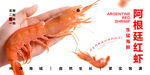 阿根廷红虾 