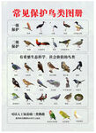 常见鸟类保护图册
