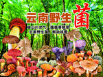 云南野生菌