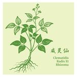 威灵仙植物插画