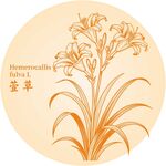 萱草花卉图案设计