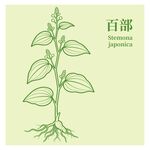 百部植物手绘插画