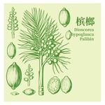 槟榔植物形态及果实展示