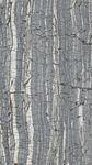 树皮纹理特写