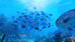 海底鱼群与珊瑚景观
