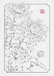 工笔画菊花白描图