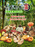 云南野生菌