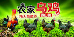 农家乌鸡