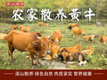 生态黄牛  