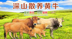 生态黄牛 