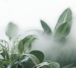 雾气磨砂膜效果绿植贴图