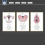 女性生殖器官科普海报