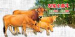 农家小黄牛