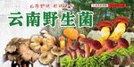 云南野生菌