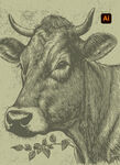 手绘牛