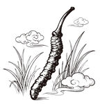 冬虫夏草 场景矢量图