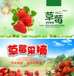 草莓采摘