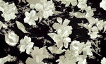 黑白花卉图案纹理