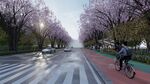 春日樱花道上的骑行者