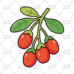 枸杞插画
