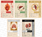 中医五脏属性及保养