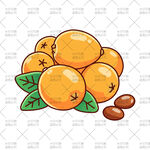 枇杷插画