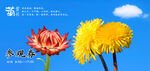 菊花展秋日绽放的艳丽花朵